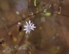 Lessingia micradenia micradenia