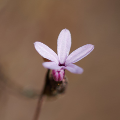 Lessingia micradenia micradenia