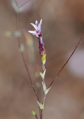 Lessingia micradenia micradenia