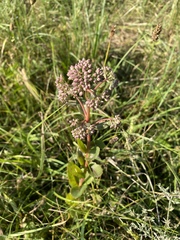 Hylotelephium telephium