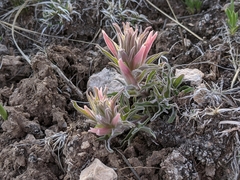 Castilleja sessiliflora