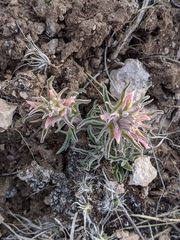 Castilleja sessiliflora