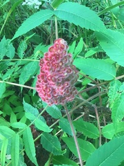 Rhus typhina
