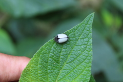 Epilachna nigrocincta