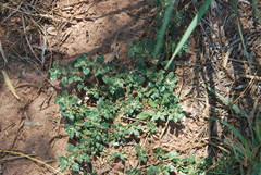 Guilleminea densa
