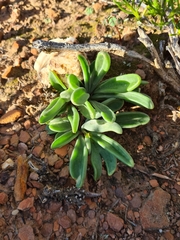 Tylecodon ventricosus
