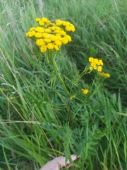 Tanacetum vulgare