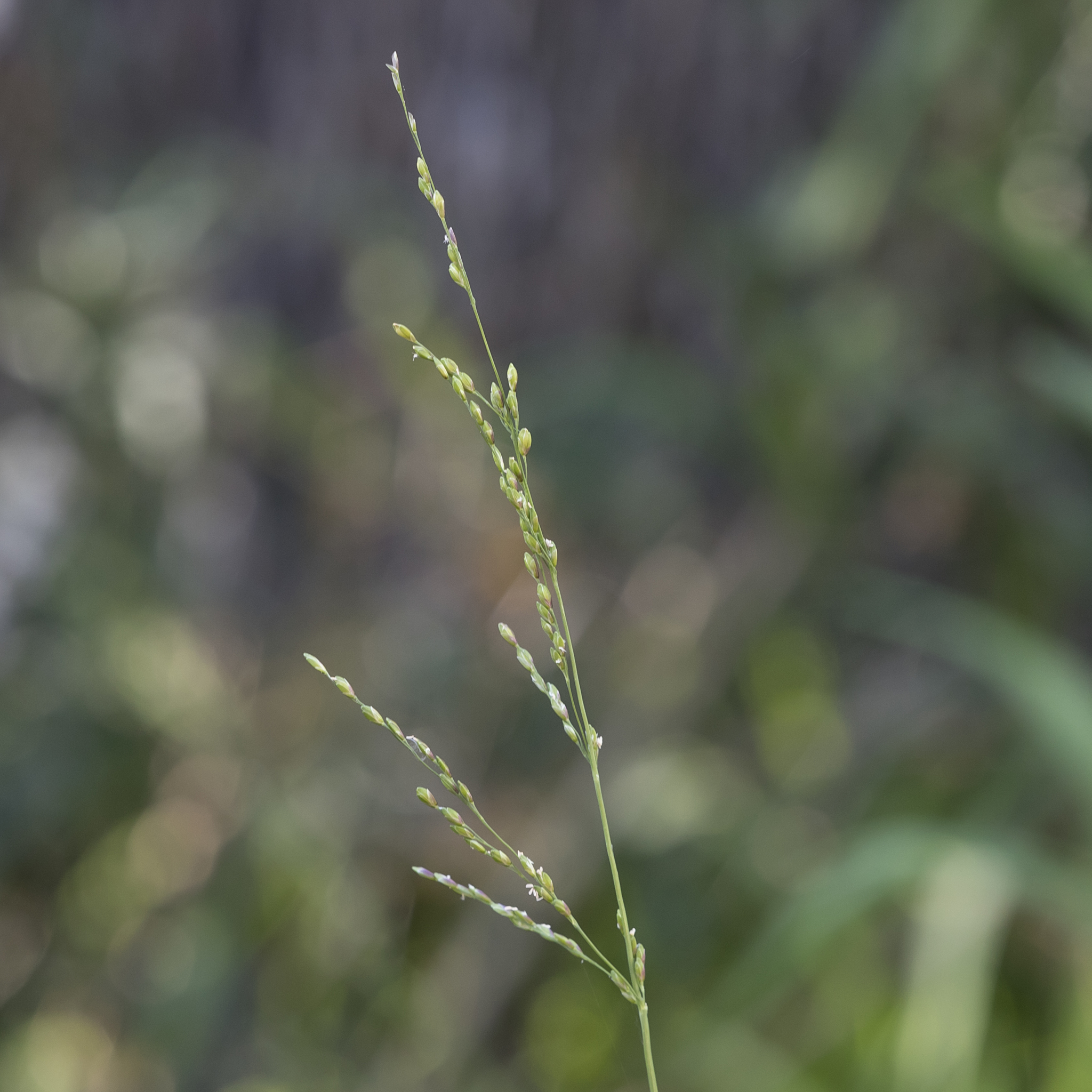 (c) Kym Nicolson, certains droits réservés (CC BY) https://www.inaturalist.org/observations/55765912
