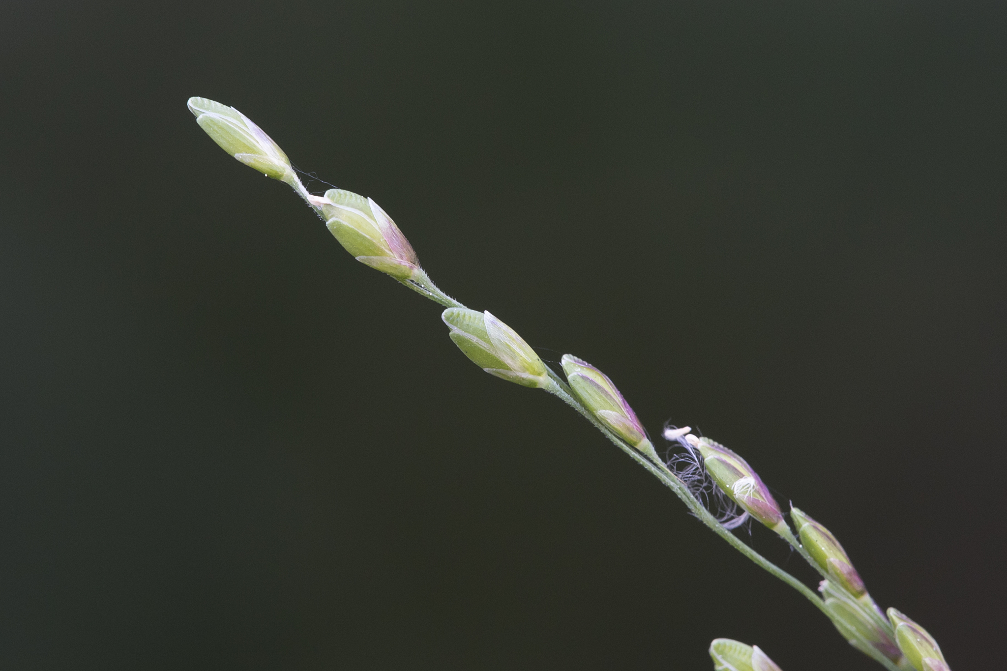 (c) Kym Nicolson, certains droits réservés (CC BY) https://www.inaturalist.org/observations/55765912