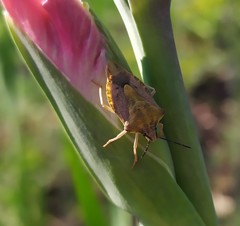 Carpocoris purpureipennis