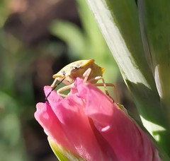 Carpocoris purpureipennis