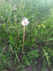 Taraxacum officinale