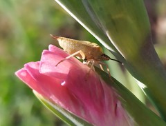 Carpocoris purpureipennis