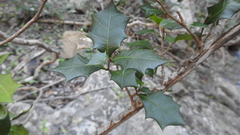 Alchornea ilicifolia