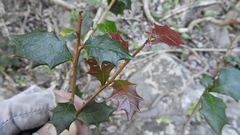 Alchornea ilicifolia