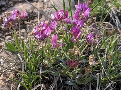 Astragalus spatulatus