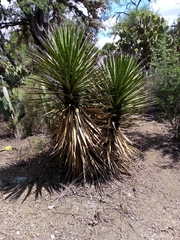 Yucca carnerosana