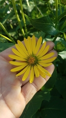 Silphium perfoliatum