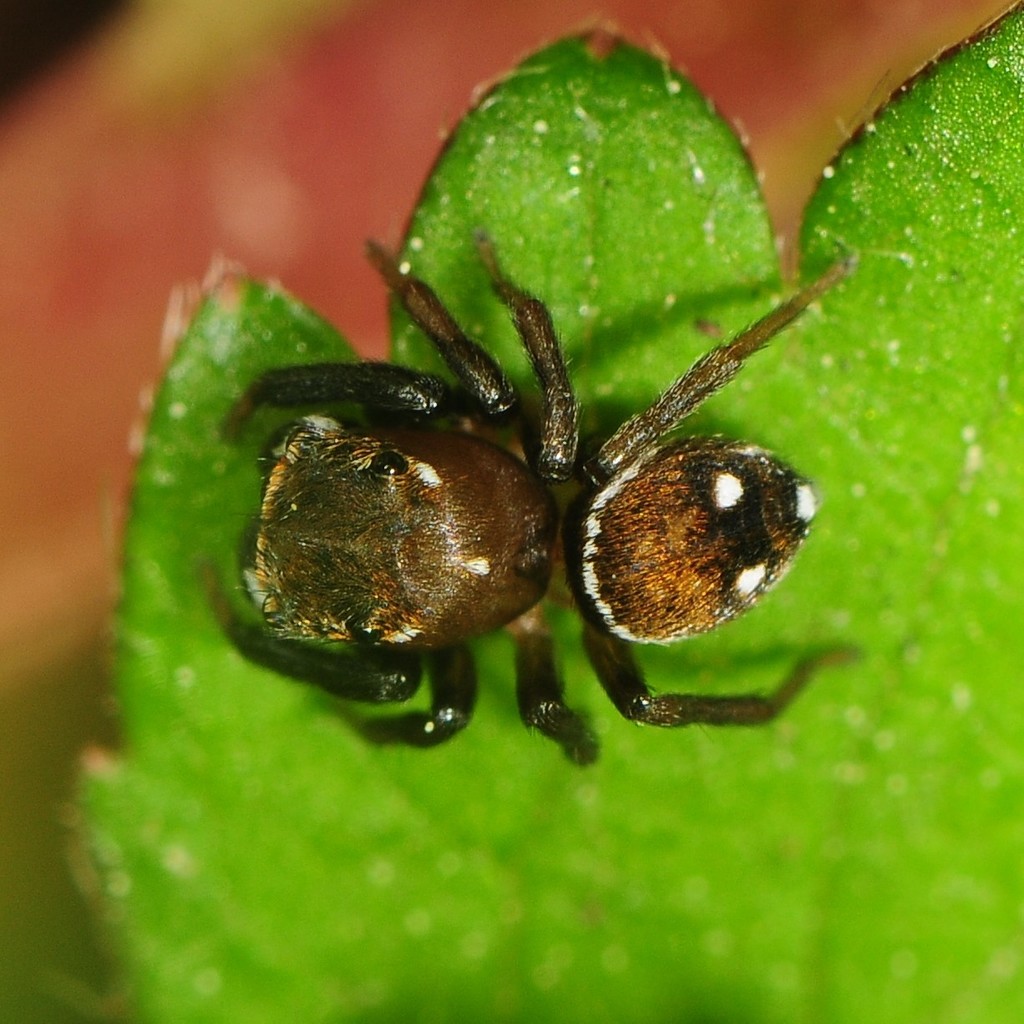 Little Mountain Jumping Spider (TN Jumping Spiders) · iNaturalist