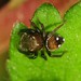 Little Mountain Jumping Spider - Photo (c) Jason M Crockwell, some rights reserved (CC BY-NC-ND), uploaded by Jason M Crockwell