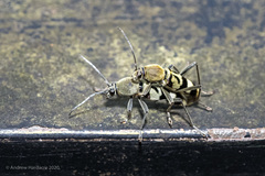 Chlorophorus reductus