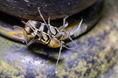 Chlorophorus reductus