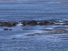 Phoca vitulina