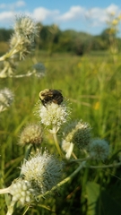 Eryngium yuccifolium