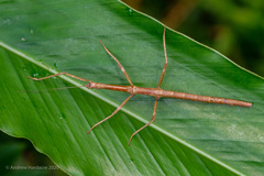 Phraortes stomphax