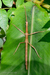 Phraortes stomphax