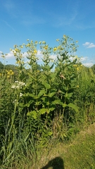 Silphium perfoliatum