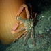 Longhorn Decorator Crab - Photo (c) Sara Thiebaud, some rights reserved (CC BY-NC), uploaded by Sara Thiebaud