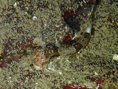 Chitonotus pugetensis