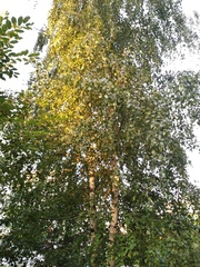 Betula pendula