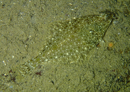 English Sole