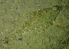 Parophrys vetulus