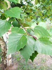 Betula pendula