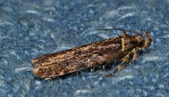 Agonopterix lythrella