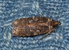Agonopterix lythrella