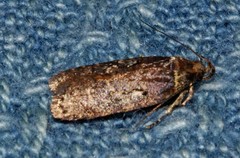 Agonopterix lythrella