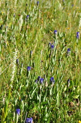 Gentiana sceptrum