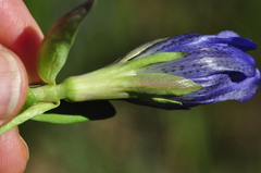 Gentiana sceptrum