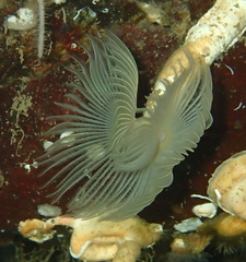 Protula pacifica