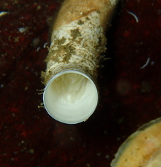 Protula pacifica