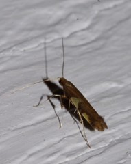 Caloptilia bimaculatella