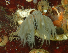 Protula pacifica