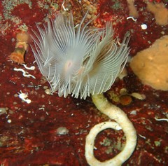 Protula pacifica