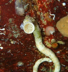 Protula pacifica