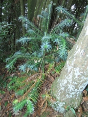 Cunninghamia
