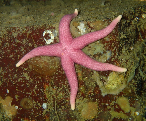 Henricia aspera